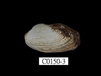 藏品(青鬍魁蛤)的圖片